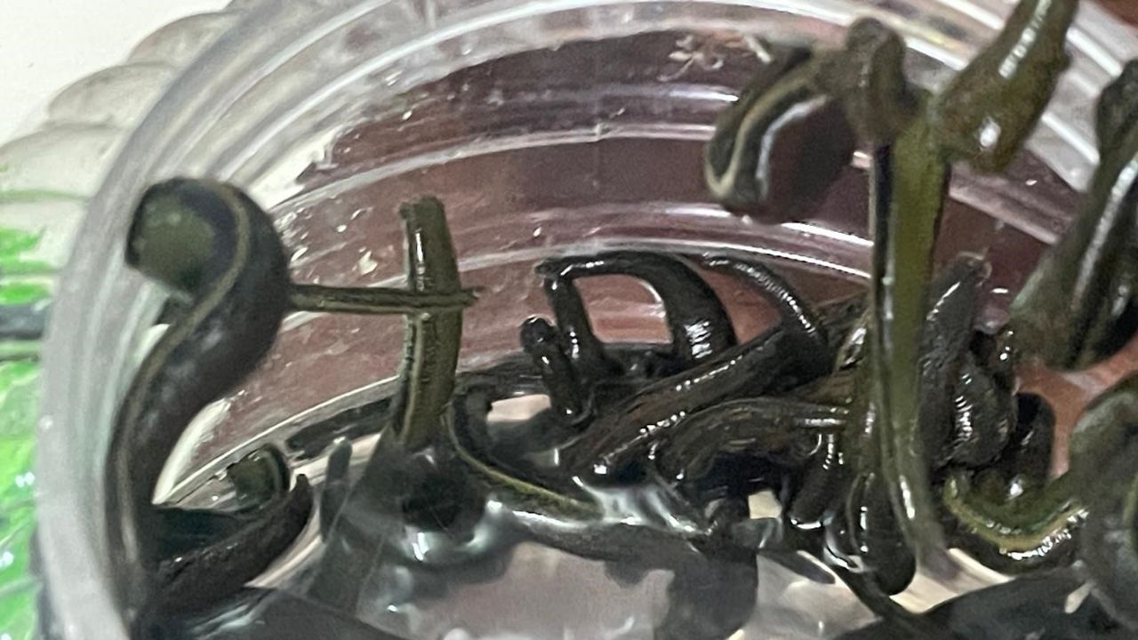 Bir Başlık Ekleyin (1)-684