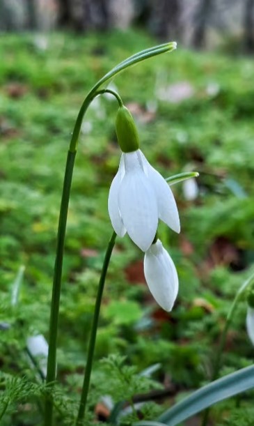 Ekran Görüntüsü 2026 02 12 123611