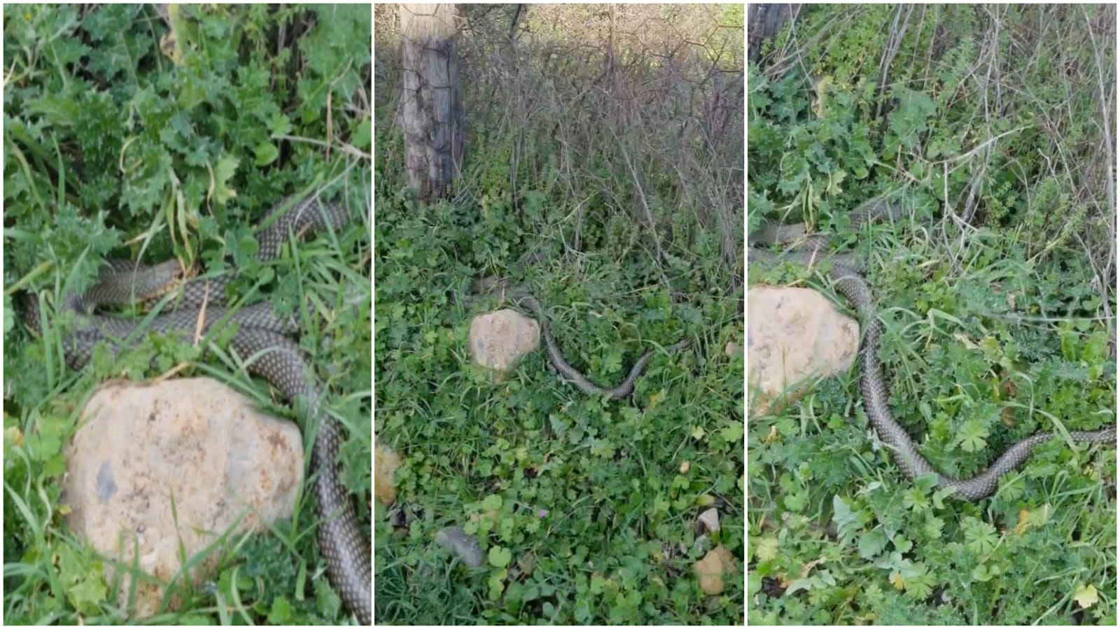 Bb89Ab68 13D5 4745 881A 897Be217A9Fd