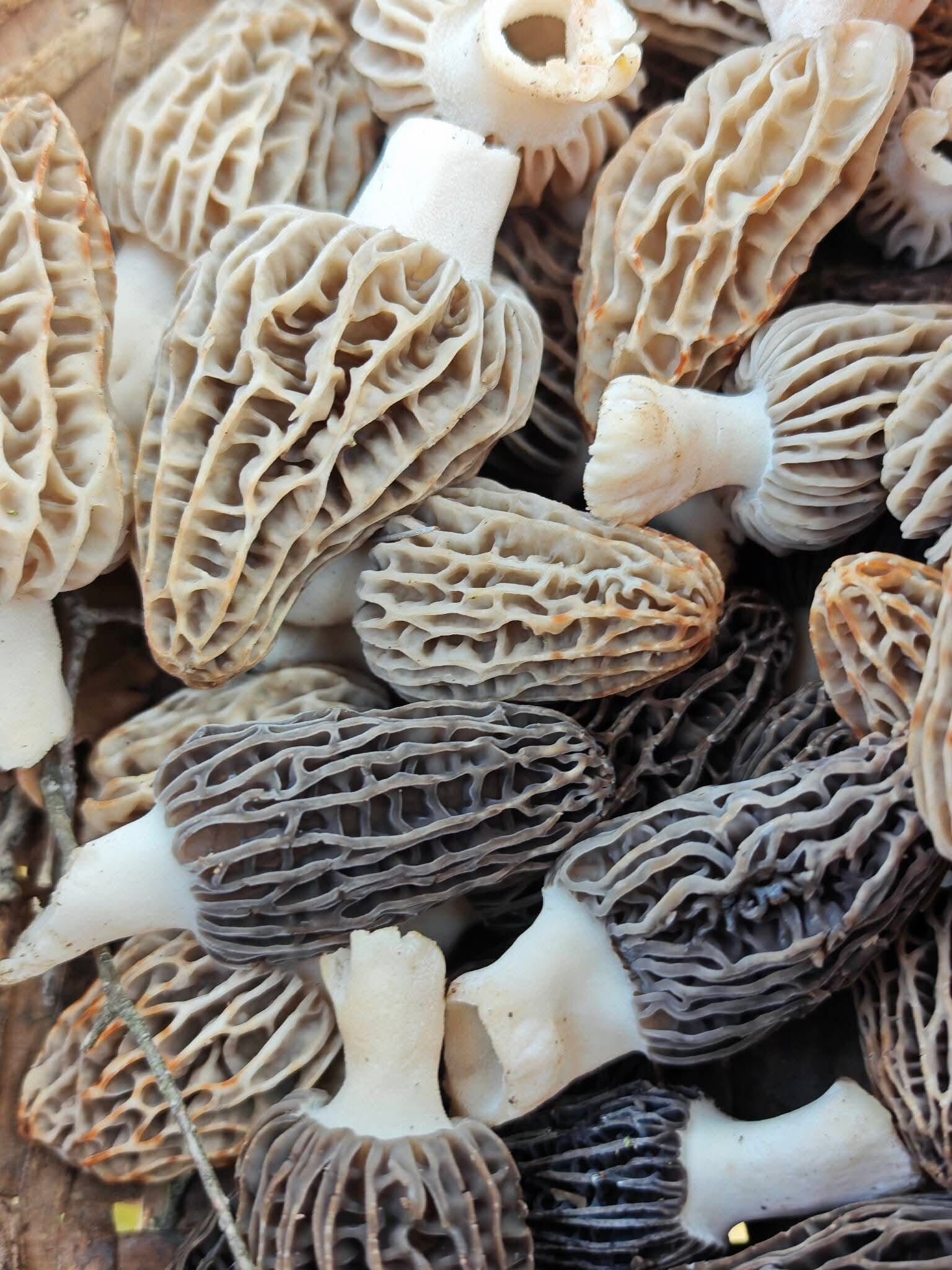 2B48893D A54A 41Ad Bb88 1E2Add230954