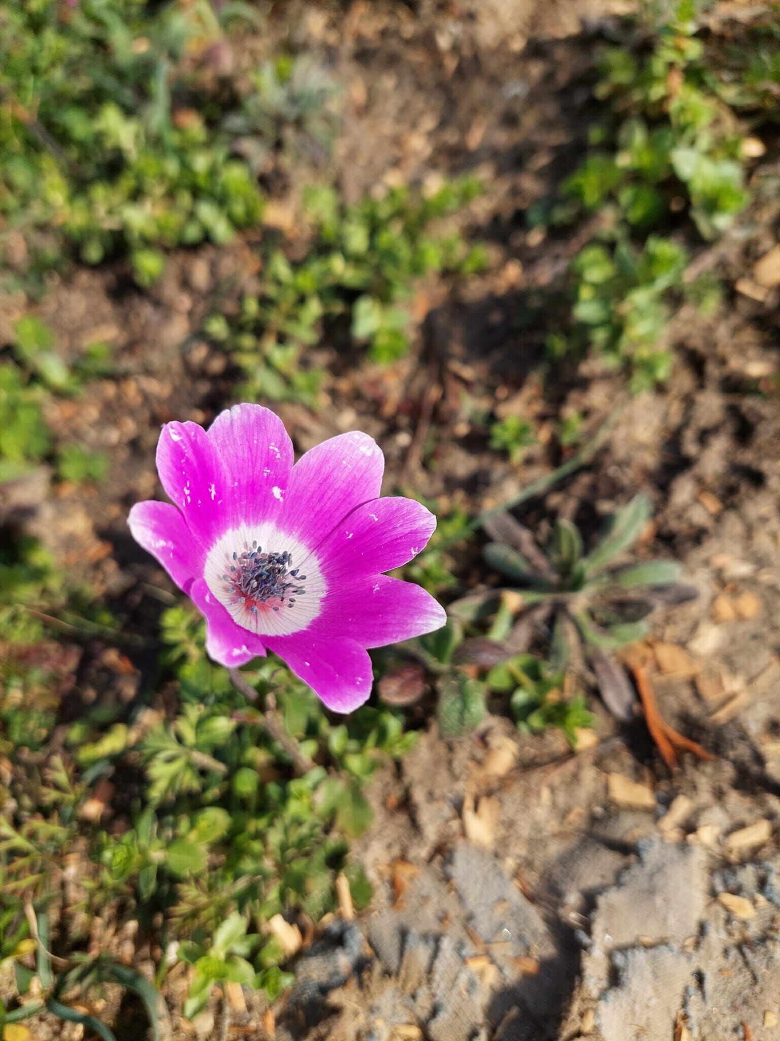 46Ca8Ee3 D04F 4Aea 9491 Cde0Da85D8C4