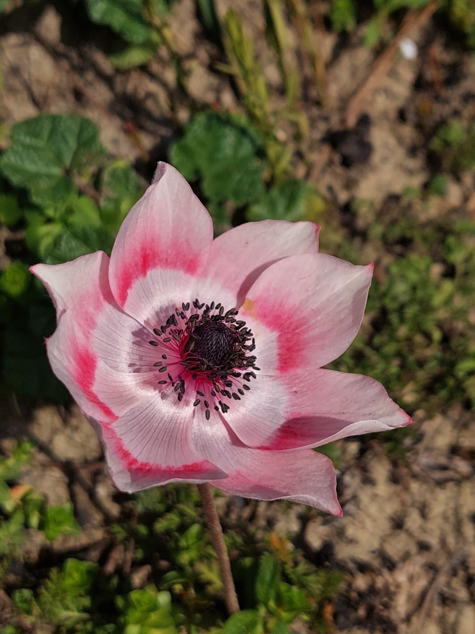 4C3181D1 8824 4Fc2 A33A 98B78280B643