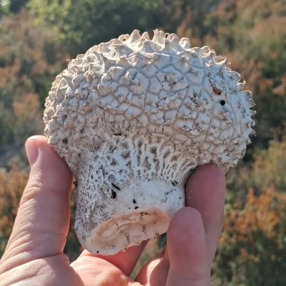 650138748 10227189490157902 7418199001395562554 N