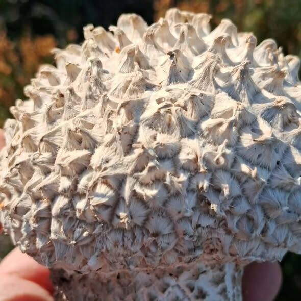 650514142 10227189490197903 7452624631398006555 N