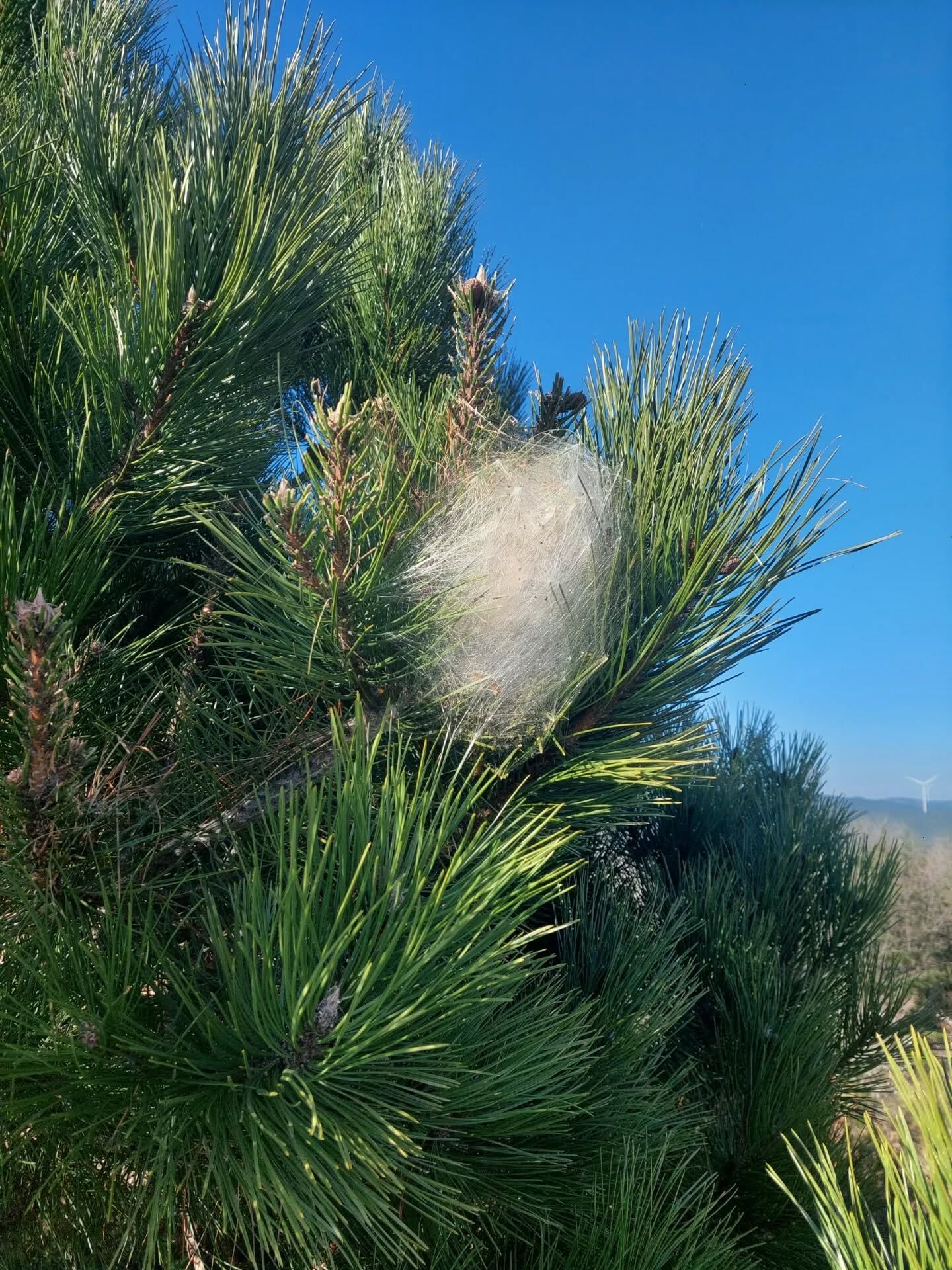 656837323 18584112685039216 8041558090997003439 N