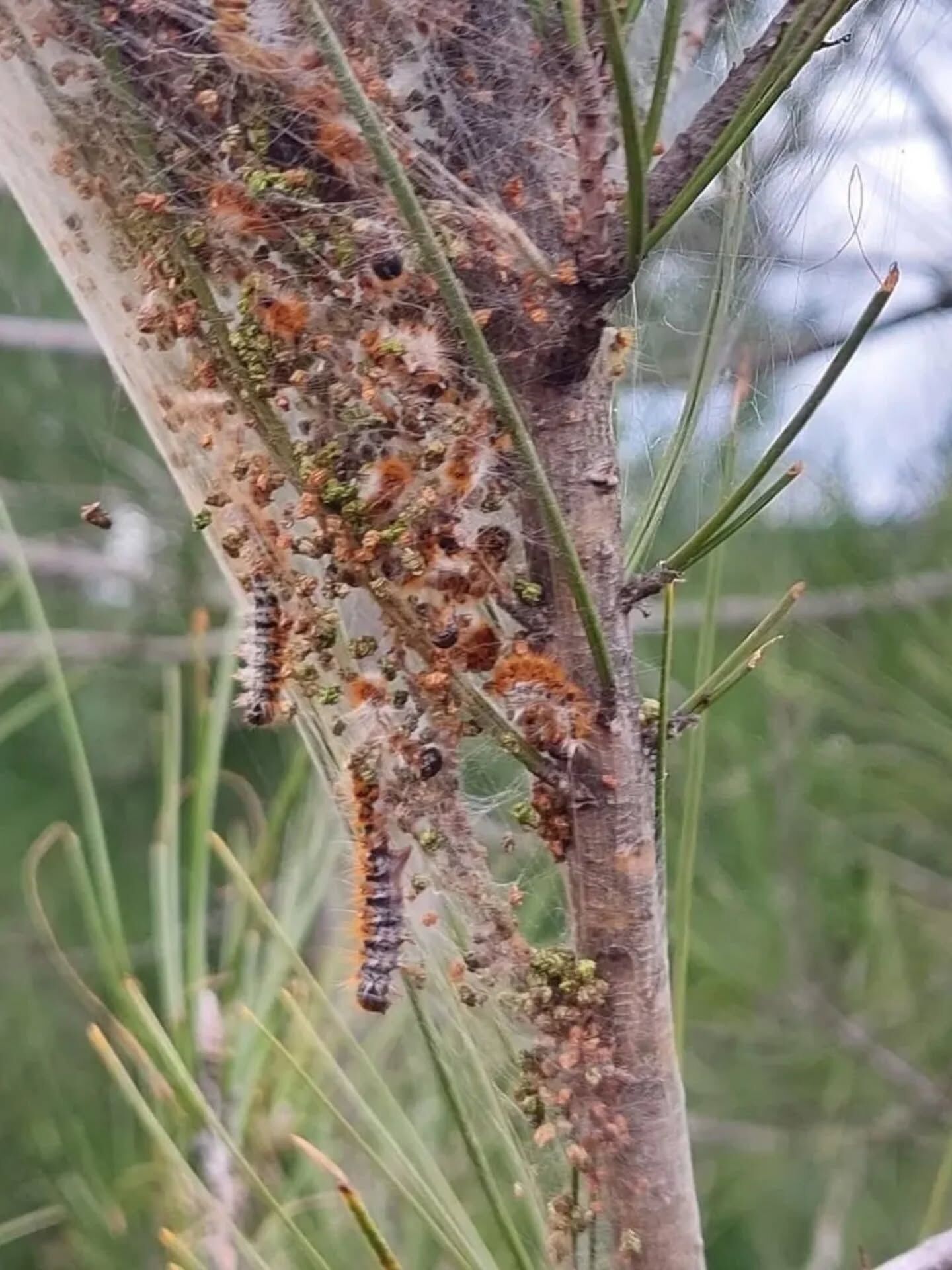 658346323 18584112748039216 6501754402452824257 N