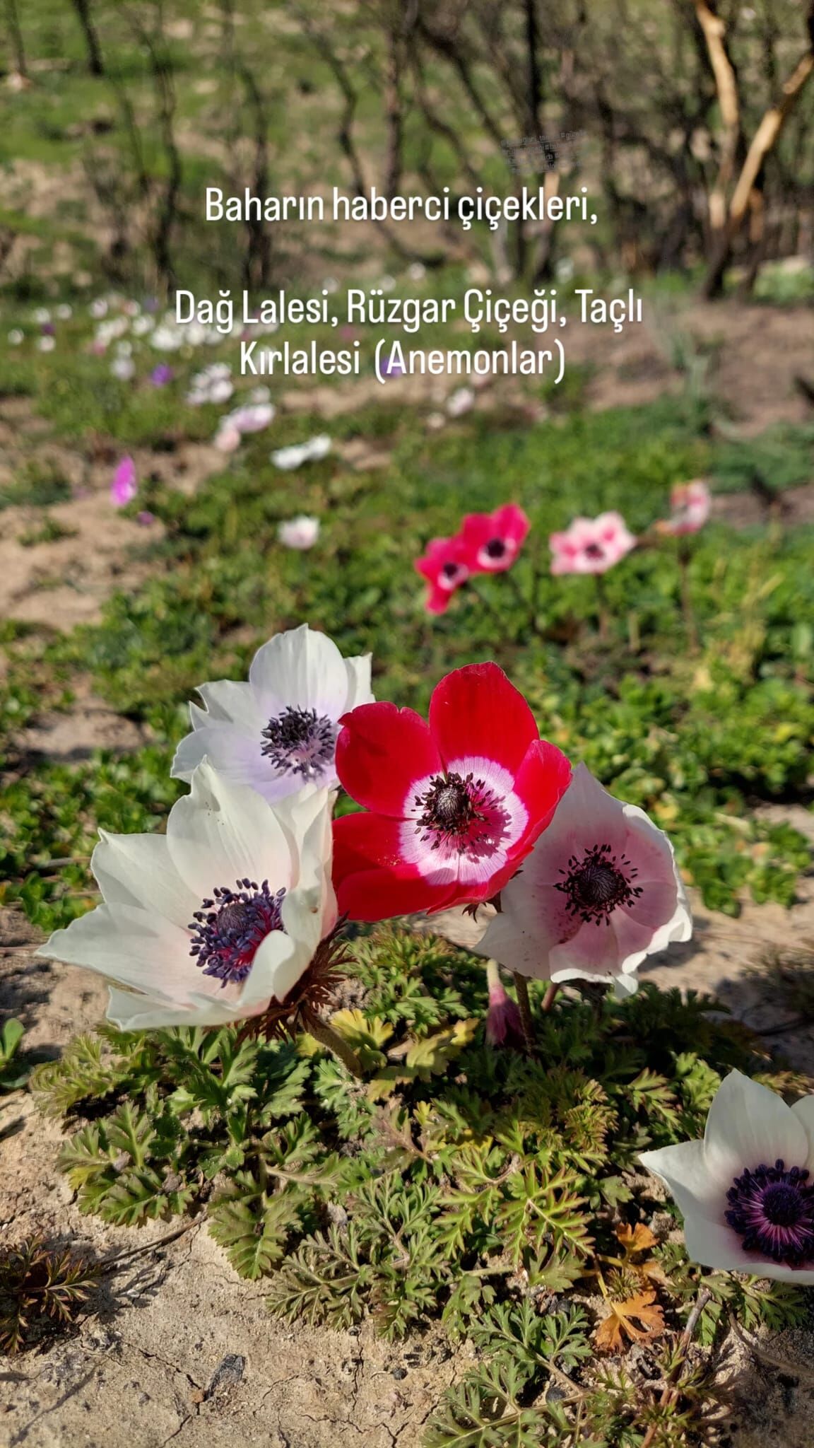 7Bd52399 5C64 488F 9C91 Cf0A9C23A8F7