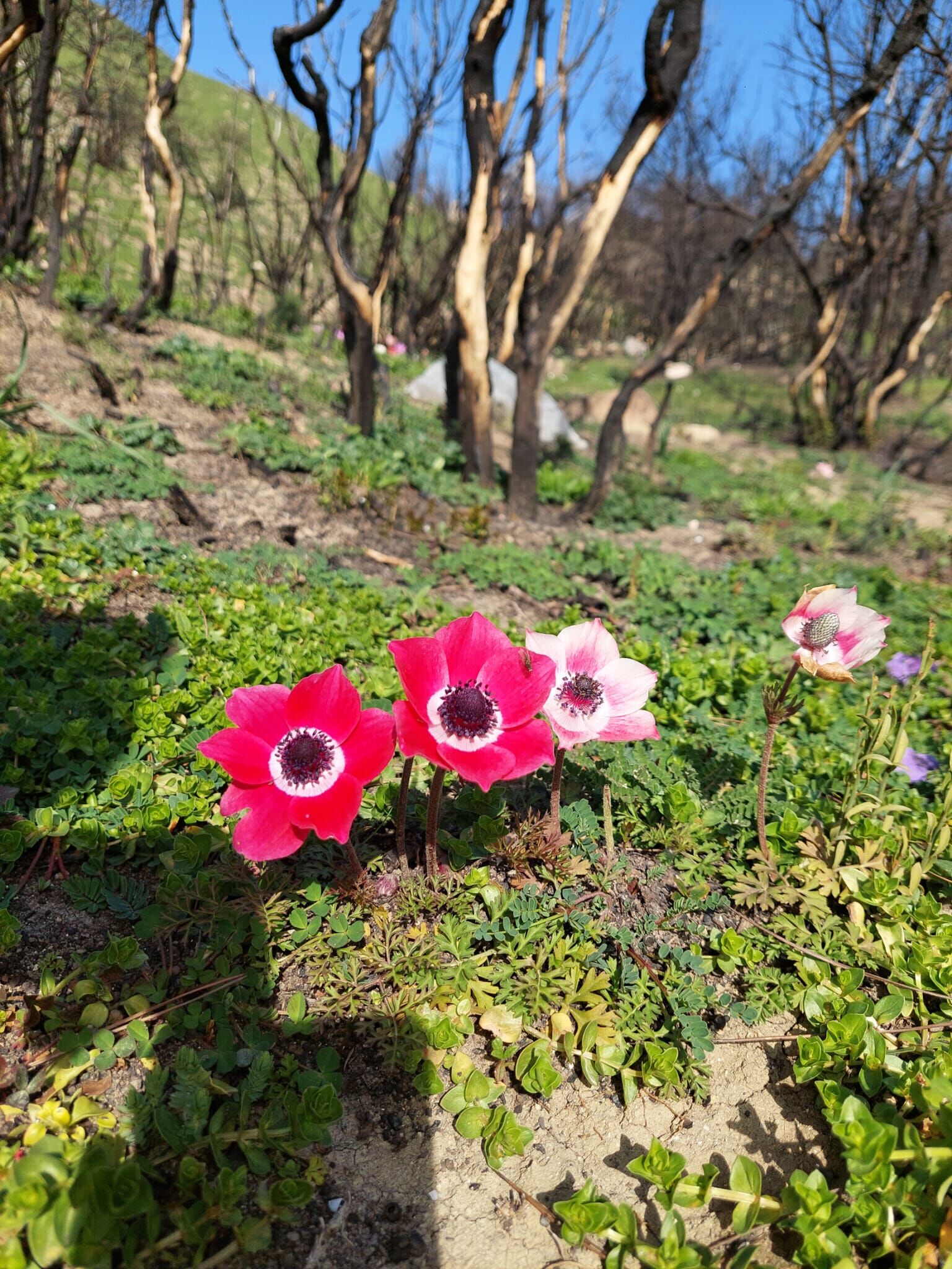 93216Cc3 D595 4Fbd A3A3 2B539F86F6De