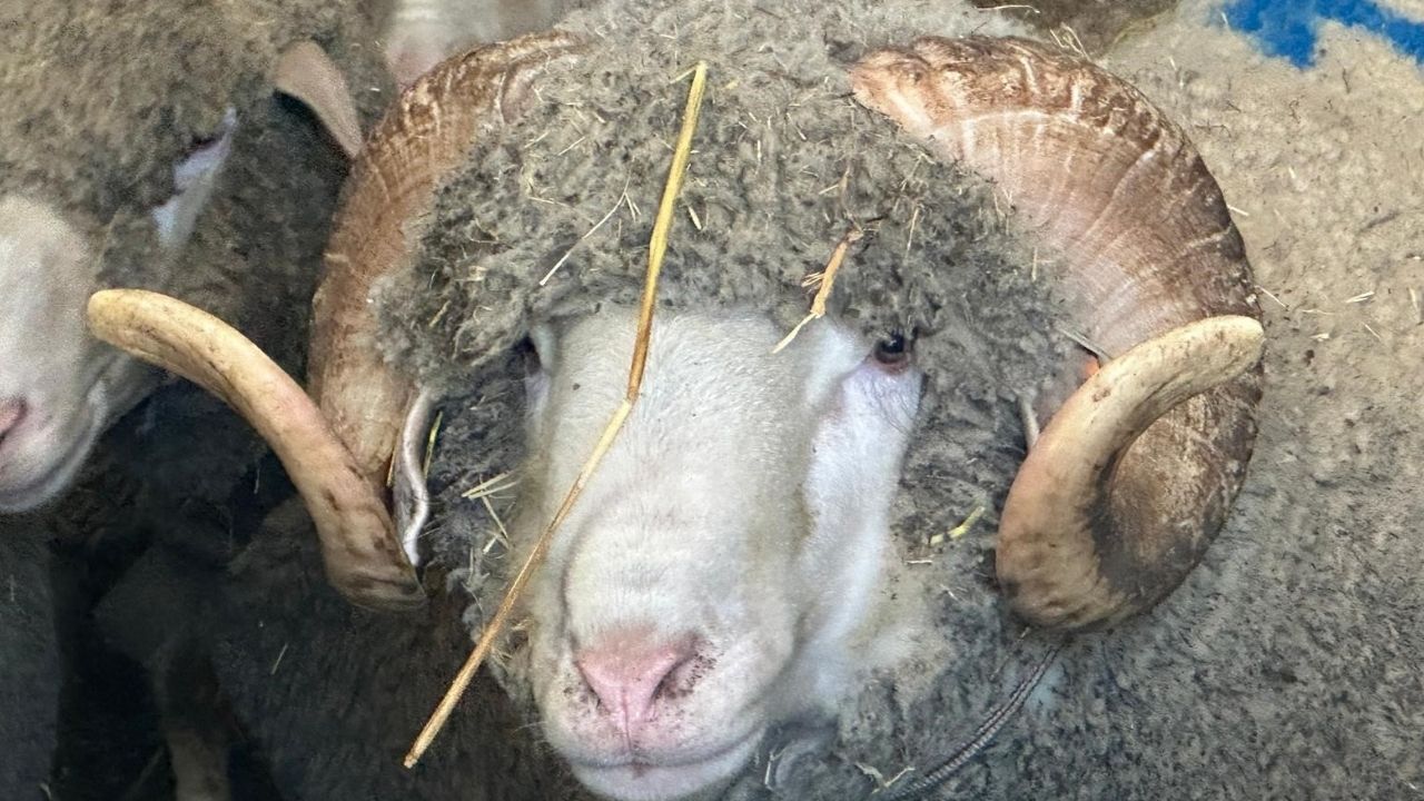 Bir Başlık Ekleyin-1816