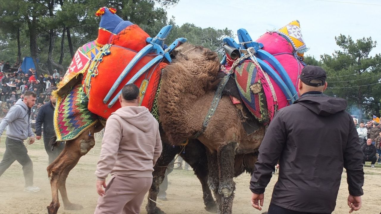 Burhaniye Deve Güreşleri (2)