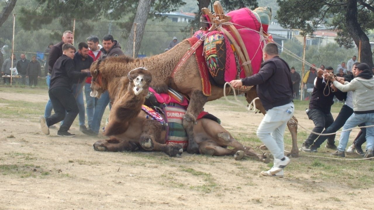 Burhaniye Deve Güreşleri (3)