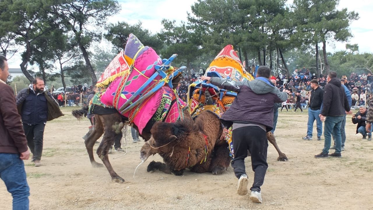 Burhaniye Deve Güreşleri (4)