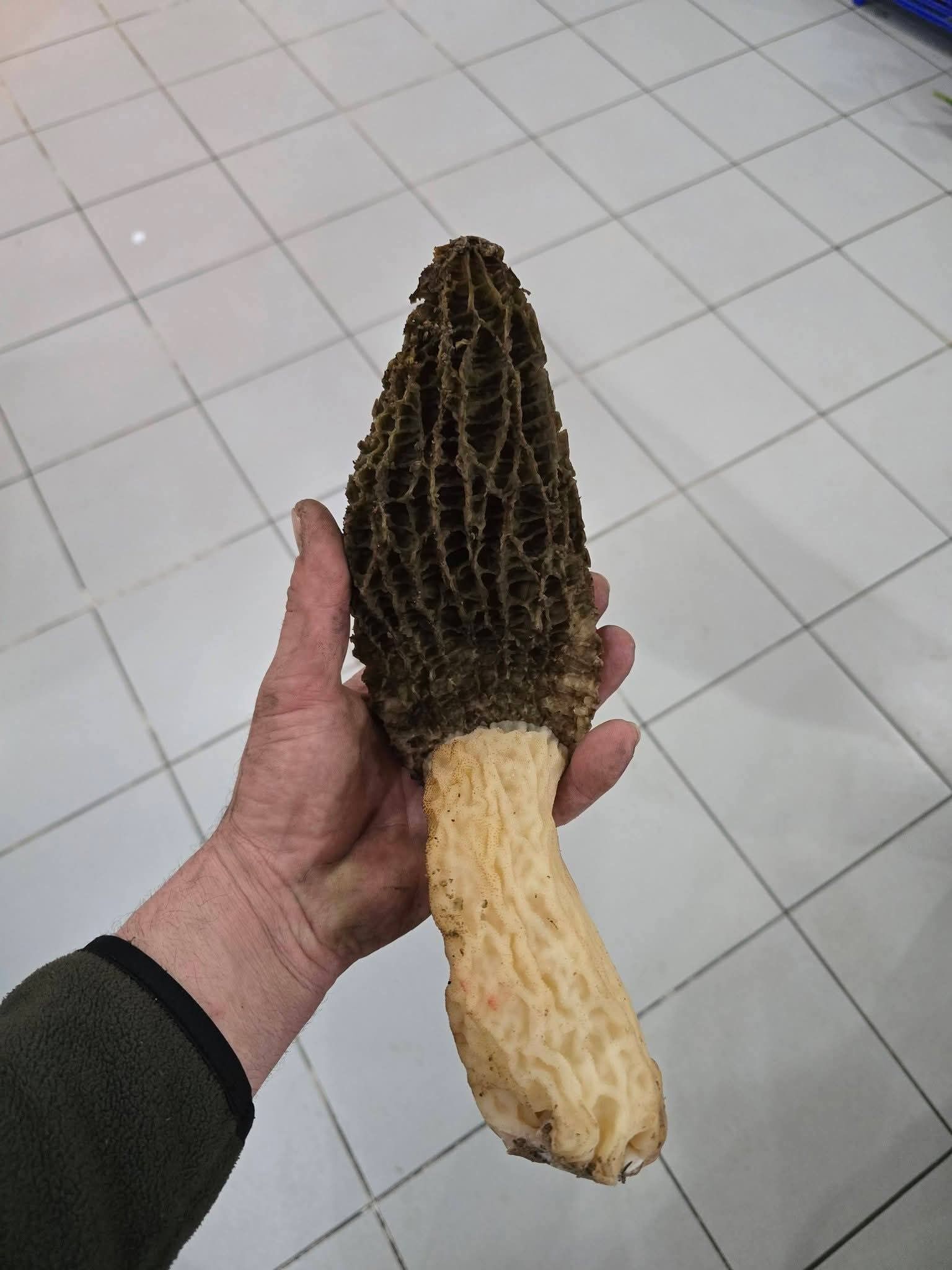 3D66Bc05 67D7 46Df 83E4 358Ca905C41E