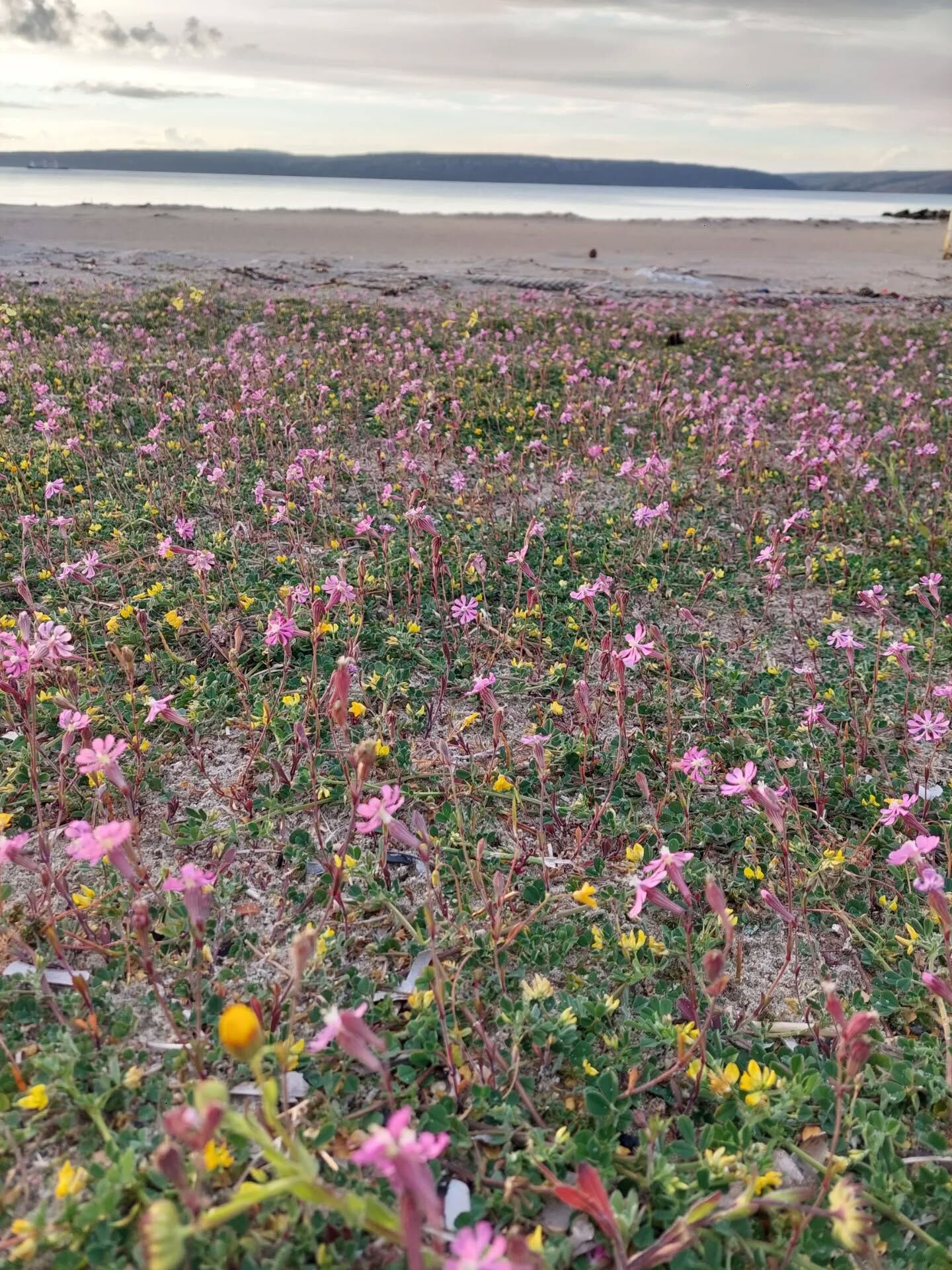 657597129 18584709403039216 9024764467835344418 N