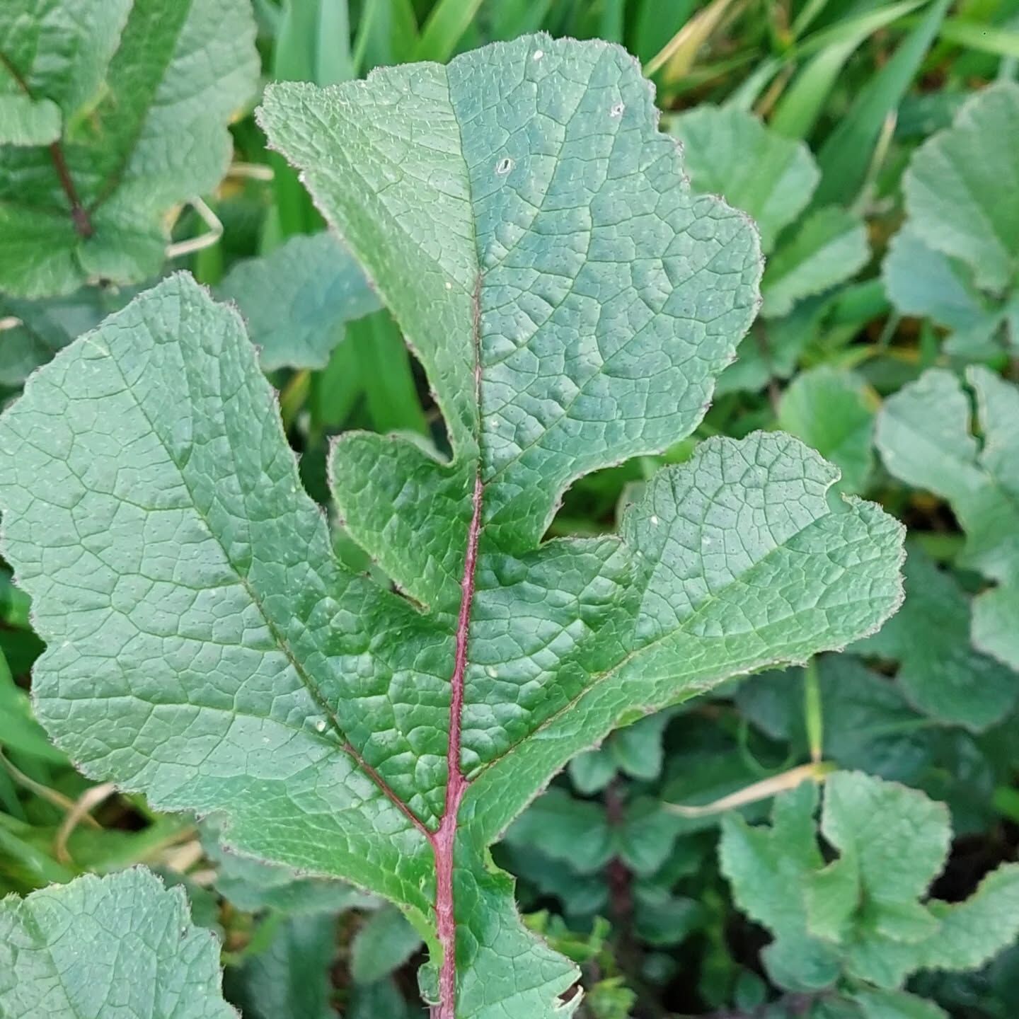 657757599 18585319222039216 5800643580338548567 N