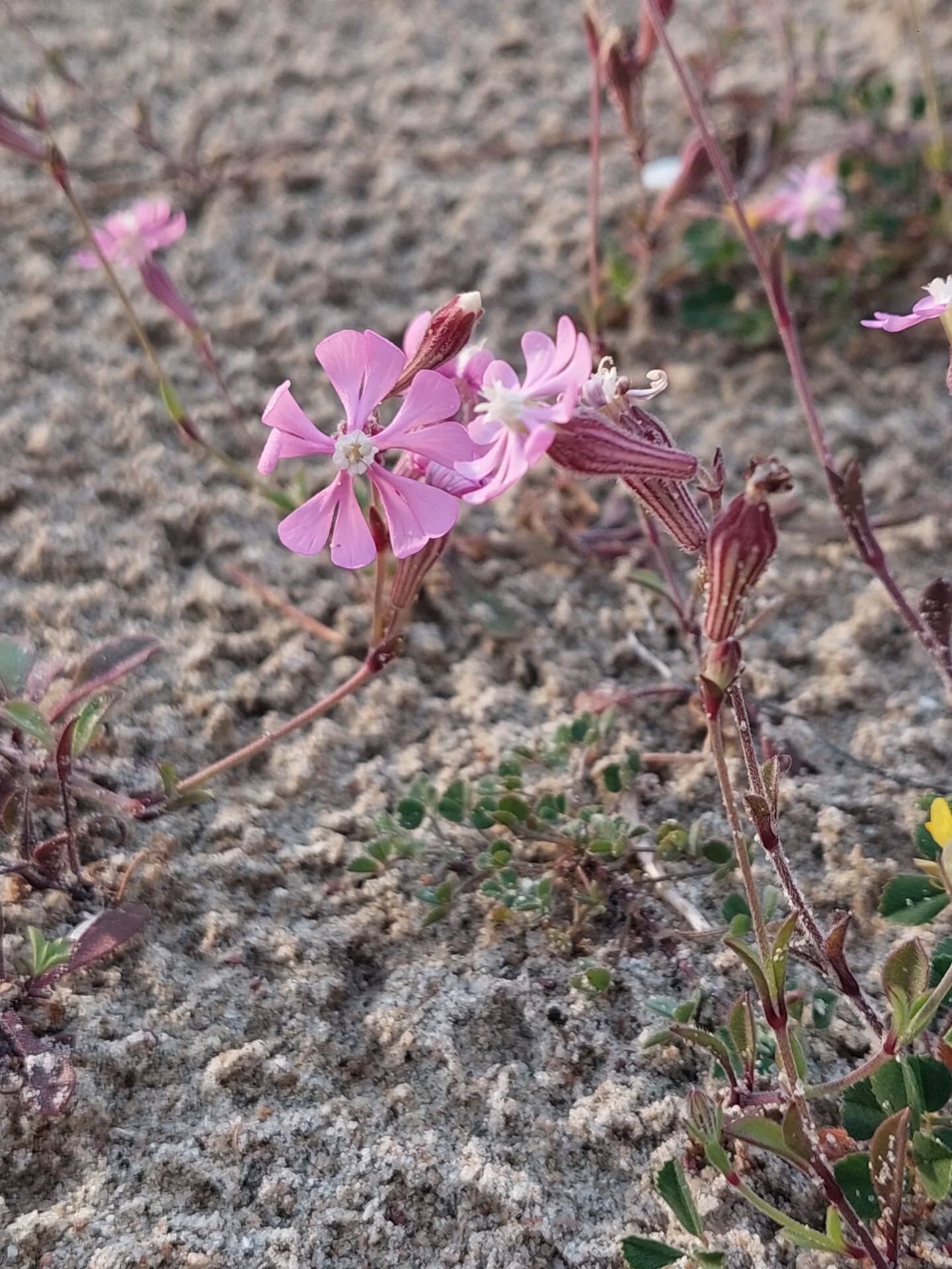 658142092 18584709481039216 2809705529119506414 N