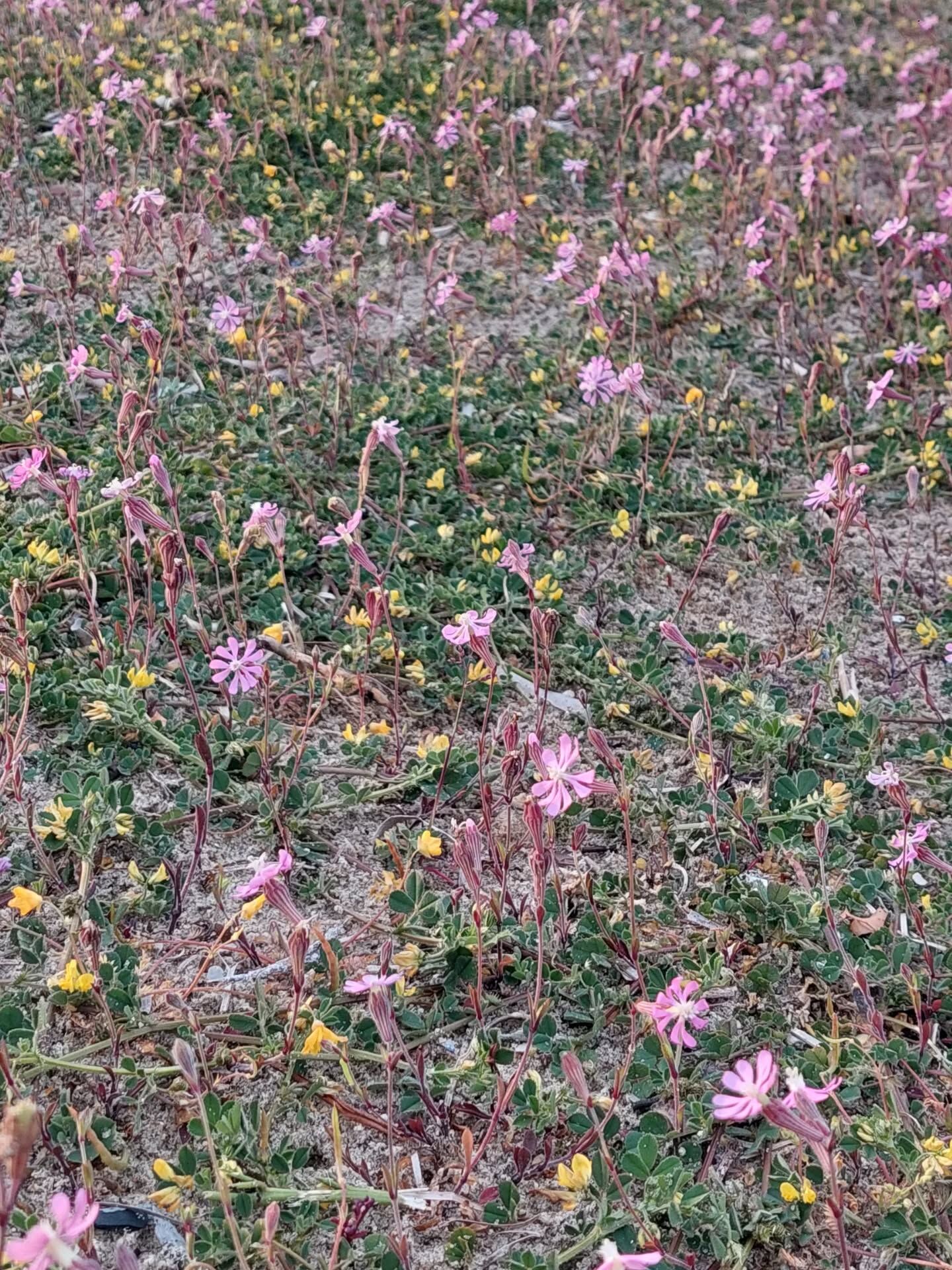 658761060 18584709430039216 5570098800508119919 N