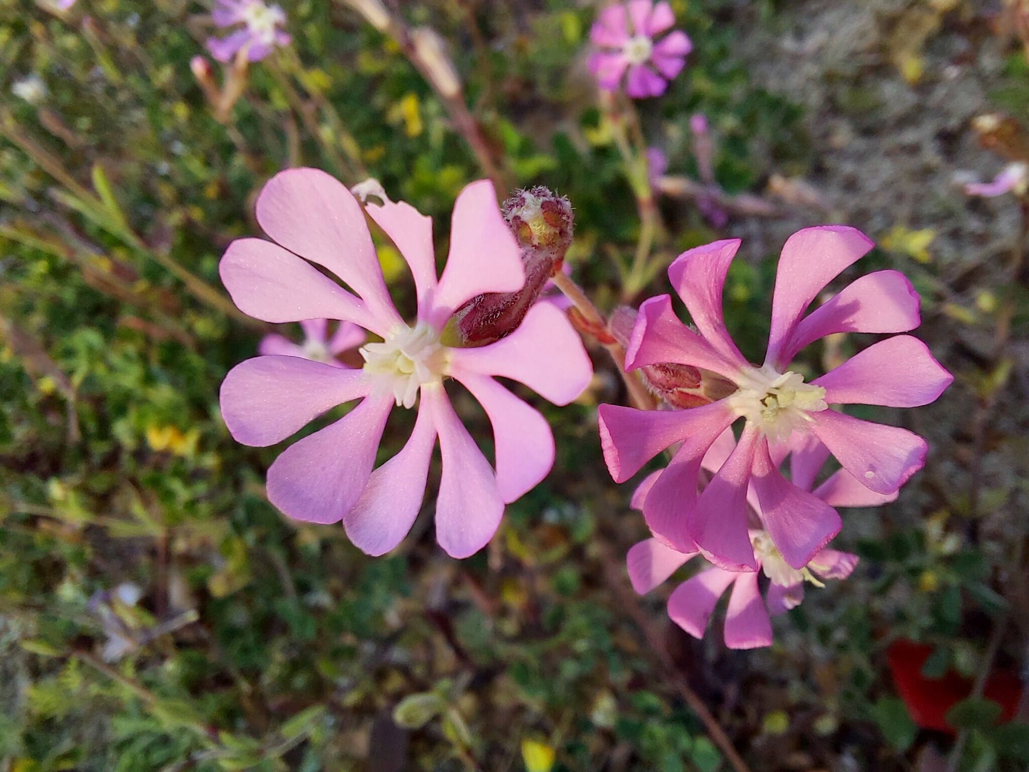 659817102 10235413471930777 3316908602419074447 N