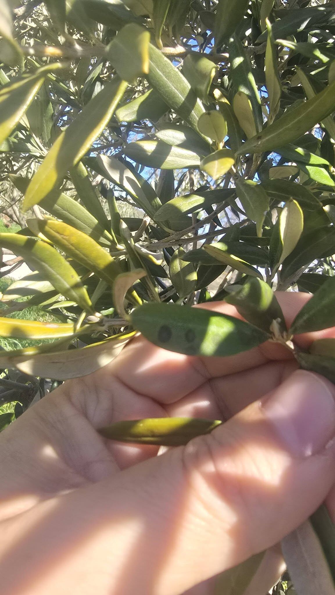 662529402 10239191385456641 4124808545331656423 N