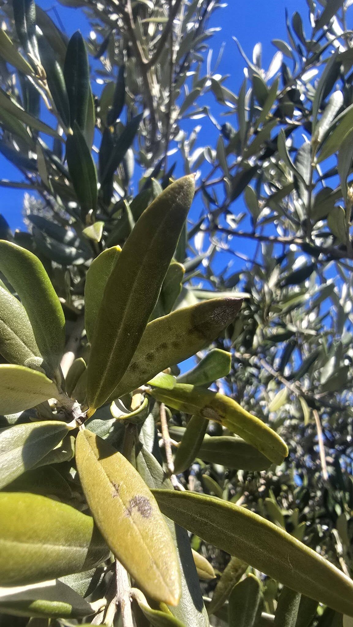 662641102 10239191383616595 9167981032474067731 N