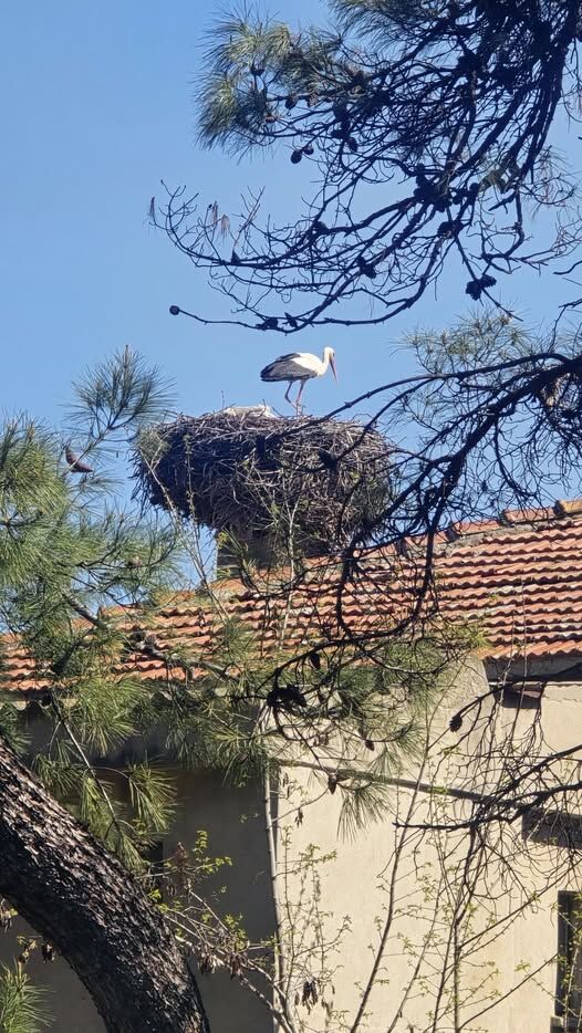 662848220 10239191870868776 4156921608352073086 N