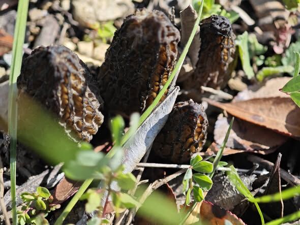 665936053 10227468454691841 2911625927872022564 N