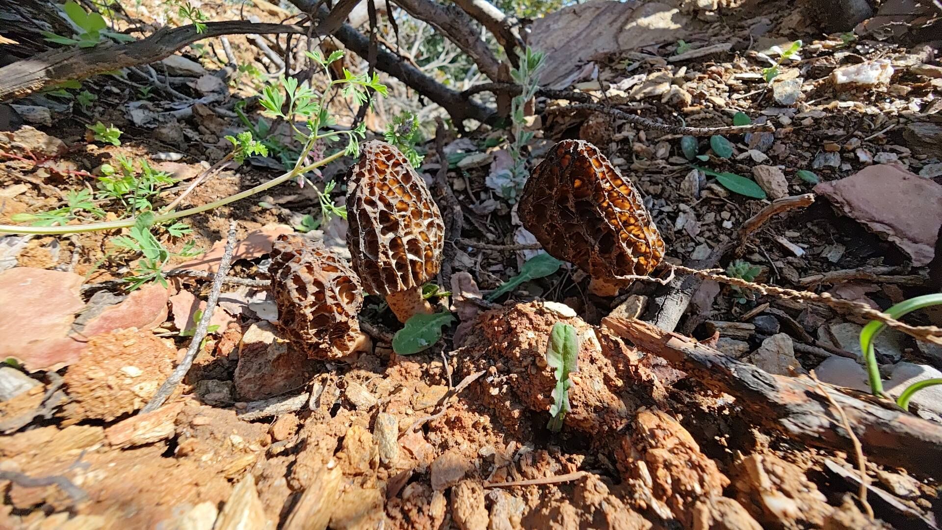 666478579 10227468455211854 3649354678243013091 N