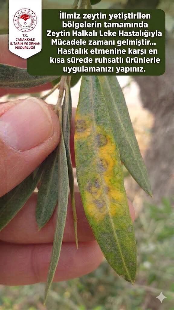 668573220 1567371738283641 5551635713731890546 N