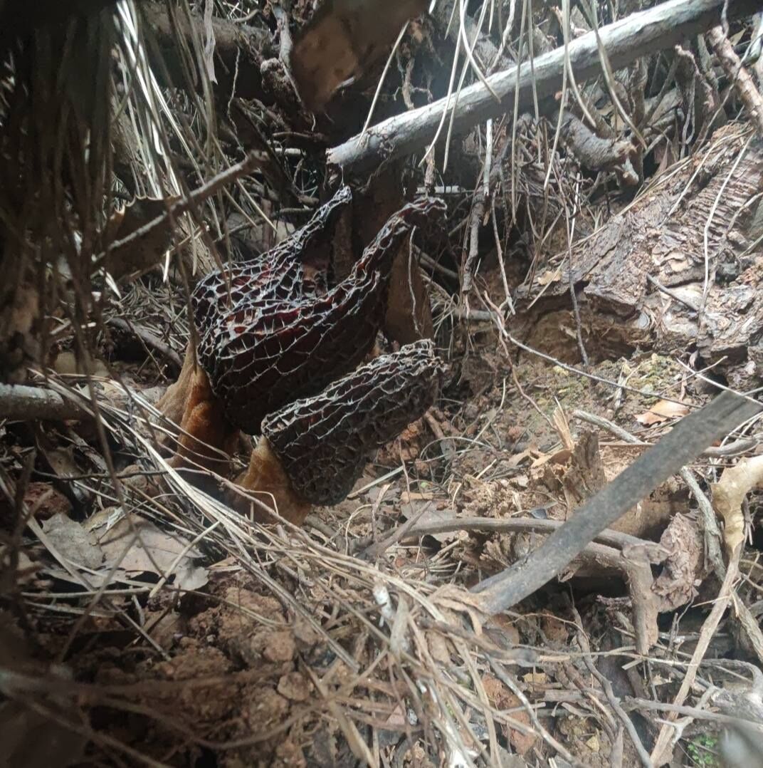 670862125 10227573601000433 4792531224717396337 N