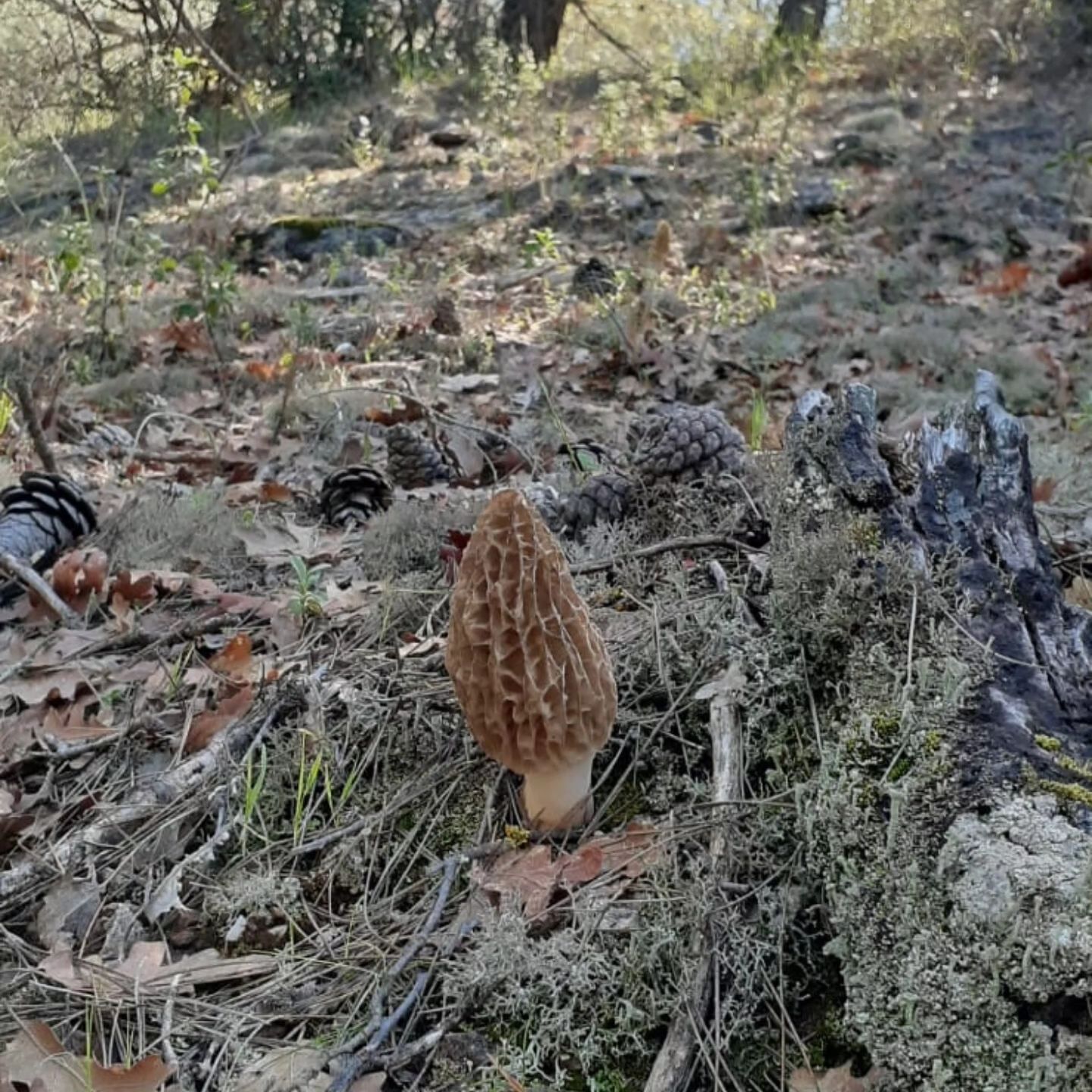 670941231 10227523071737233 8995382666297406003 N