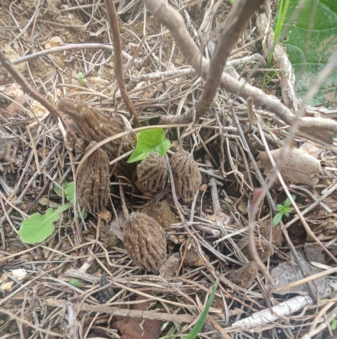 672673523 10227573598800378 8254828853119890720 N