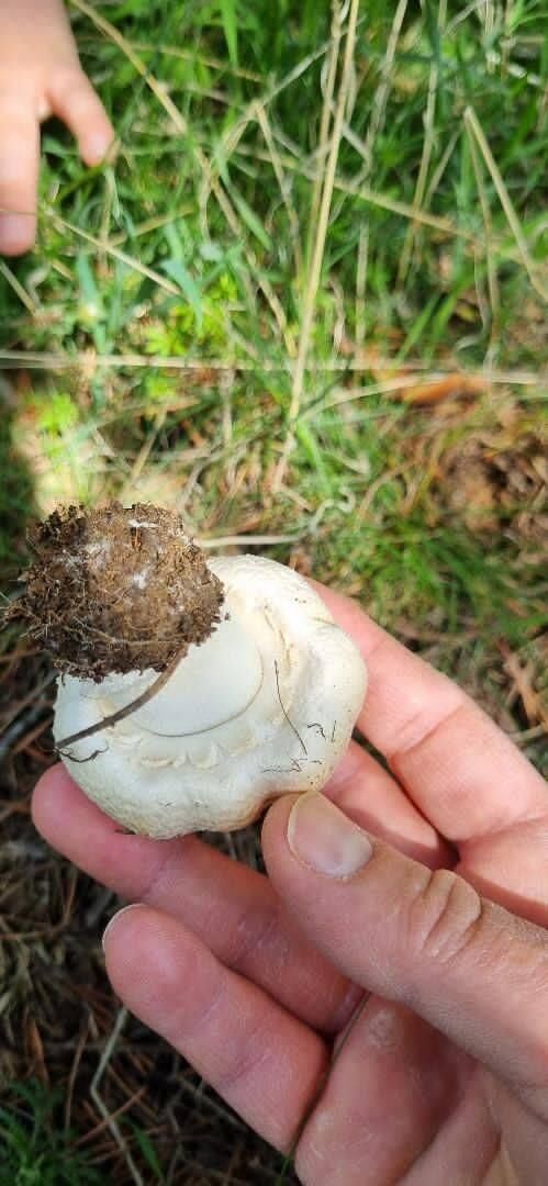 673529223 10227583815135780 7848754326204940670 N