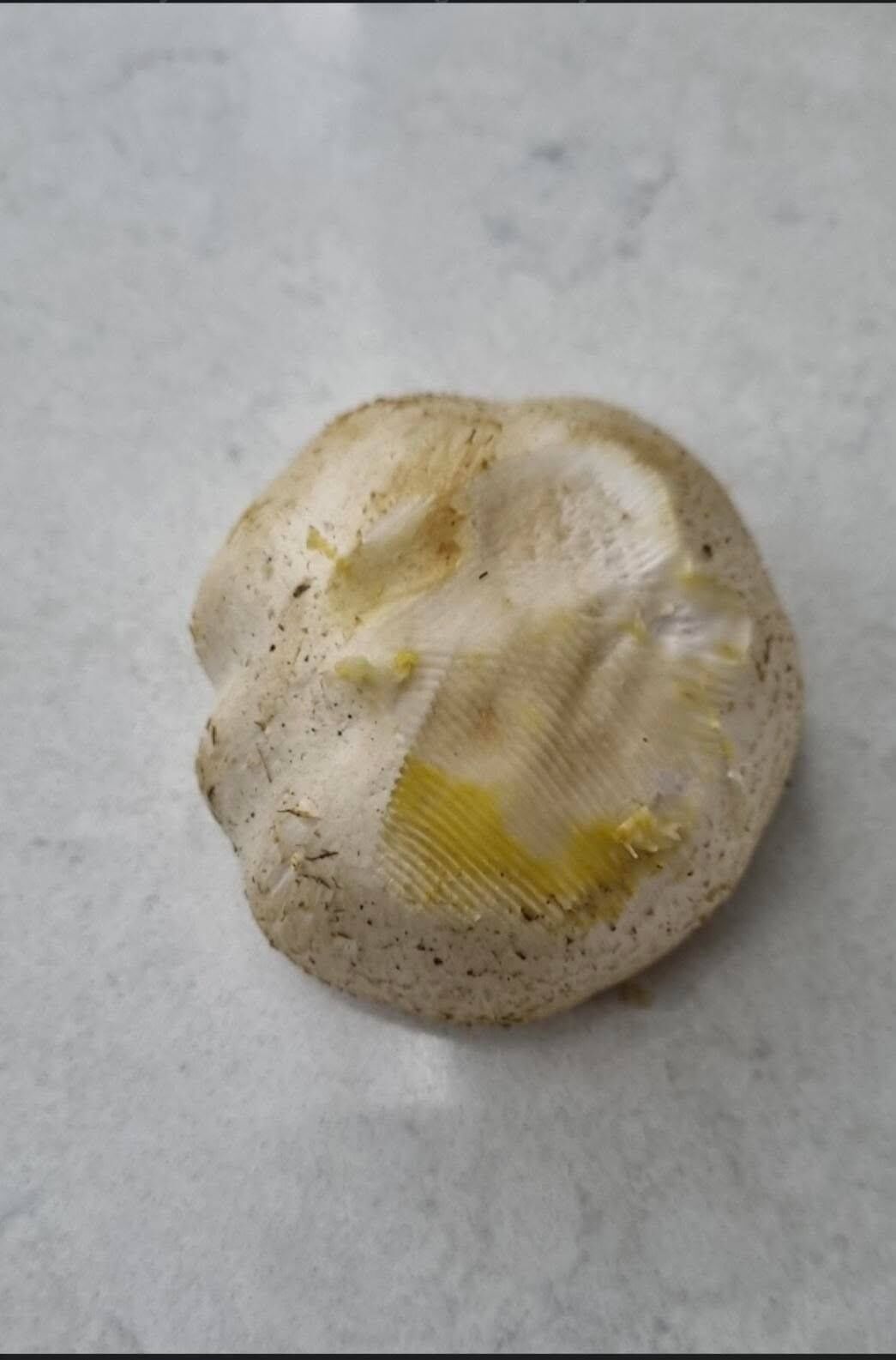 673596115 10227583815935800 2391338522160470524 N