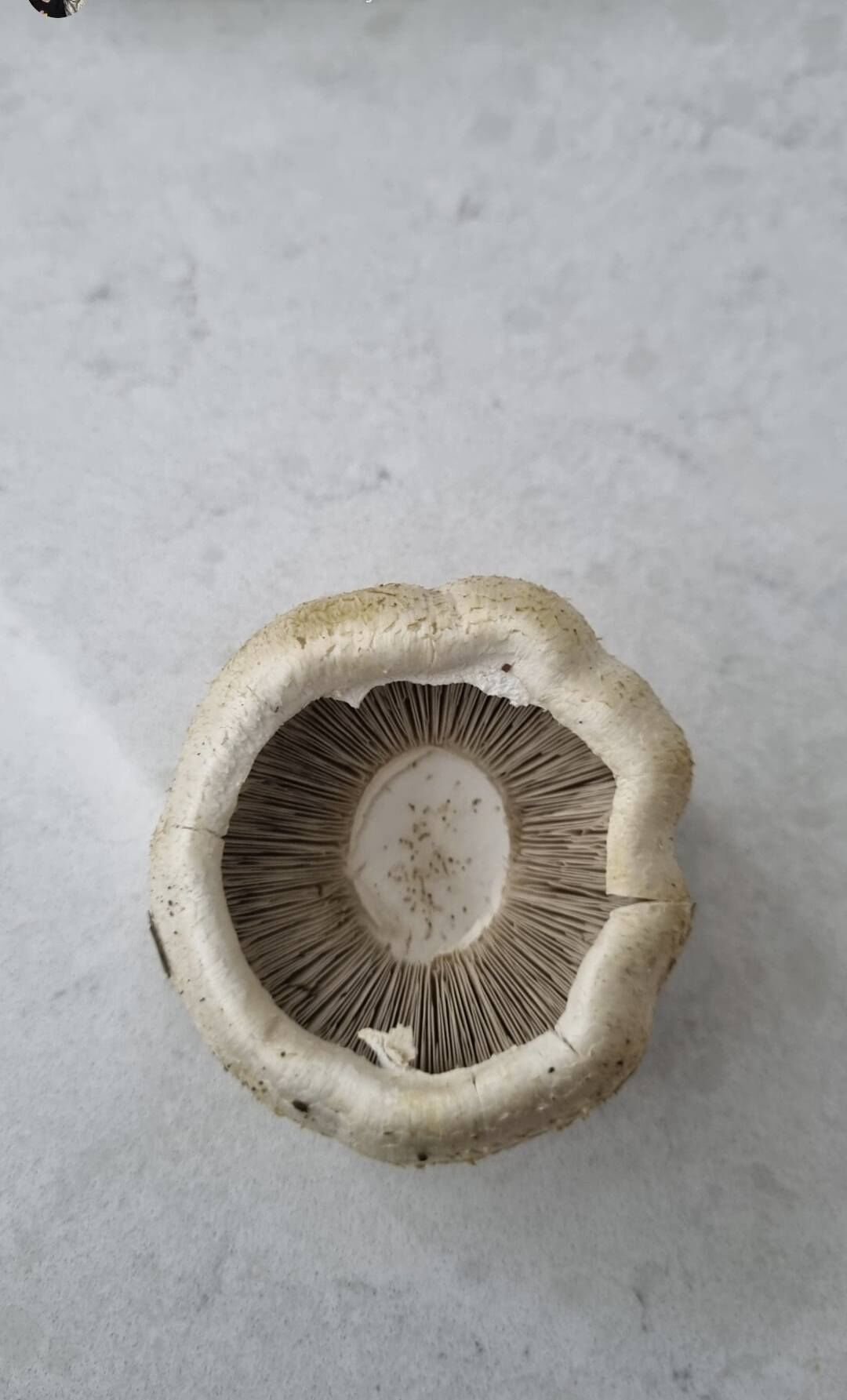 673822877 10227583815415787 3950430531242652595 N