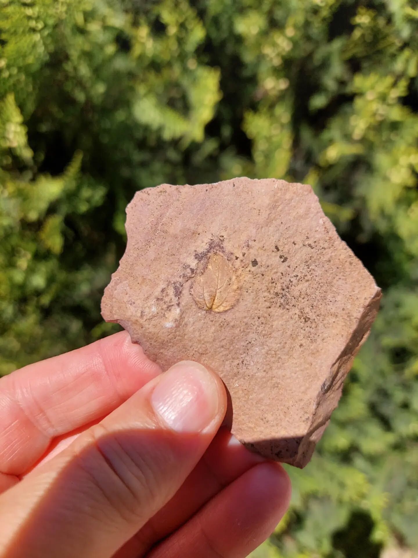 680821718 18592444696039216 3864653885157542803 N