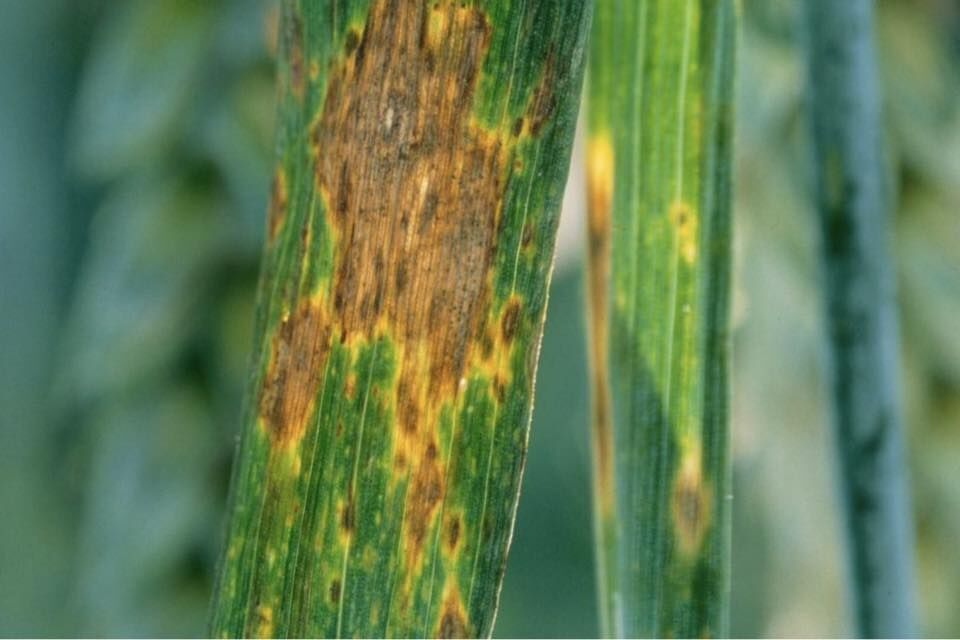 682723435 1585320043155477 654235913578031228 N