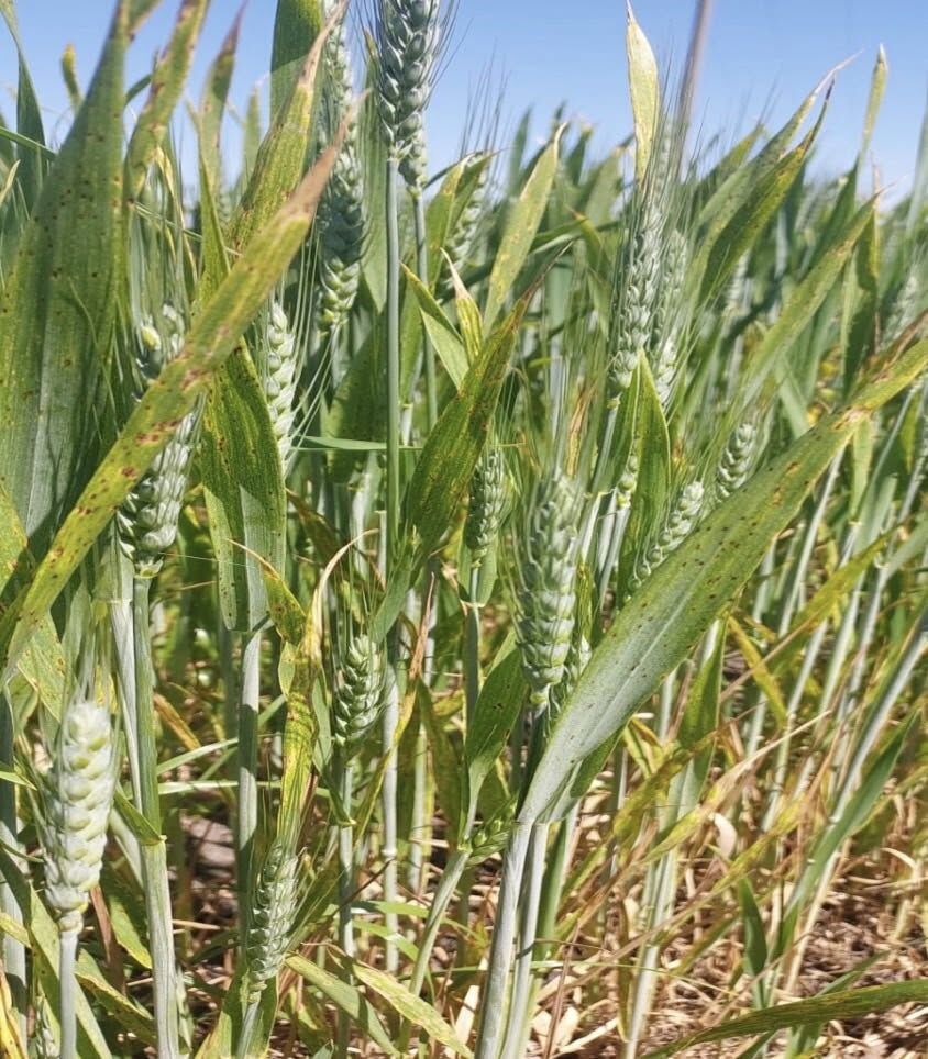 686238324 1585320456488769 355828796267726978 N