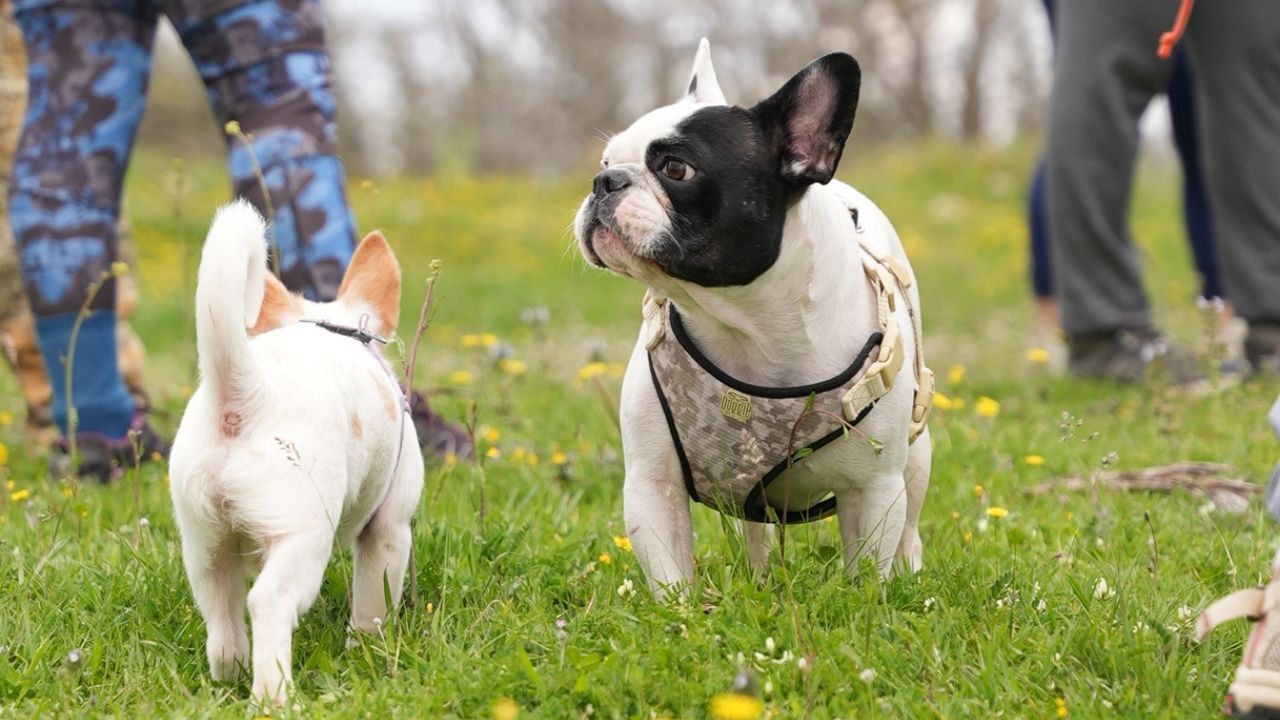 Bir Başlık Ekleyin 2026 04 15T111702.765