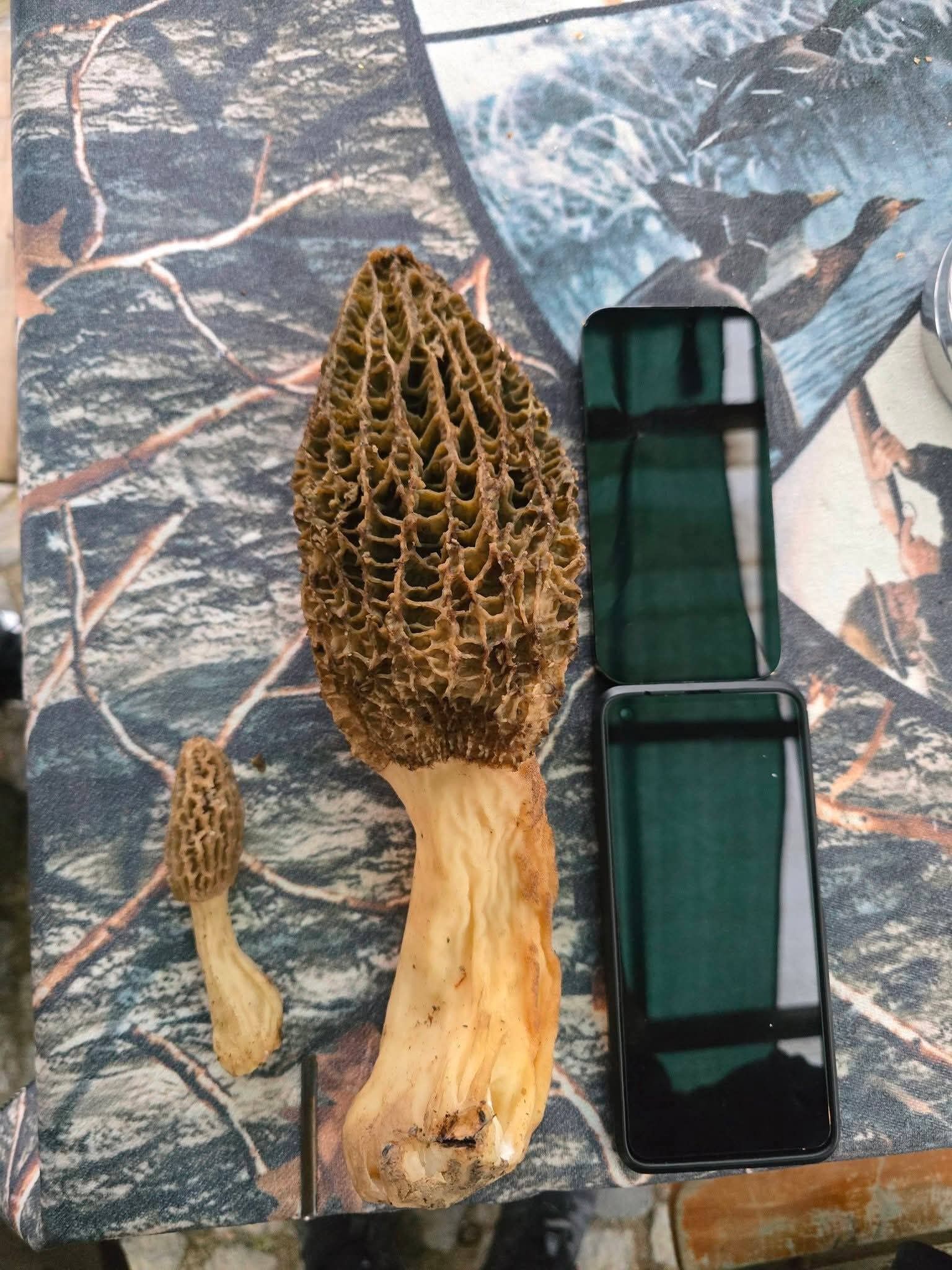 F0F0C558 E7C8 4Df9 9D11 6443D47B7Dd8