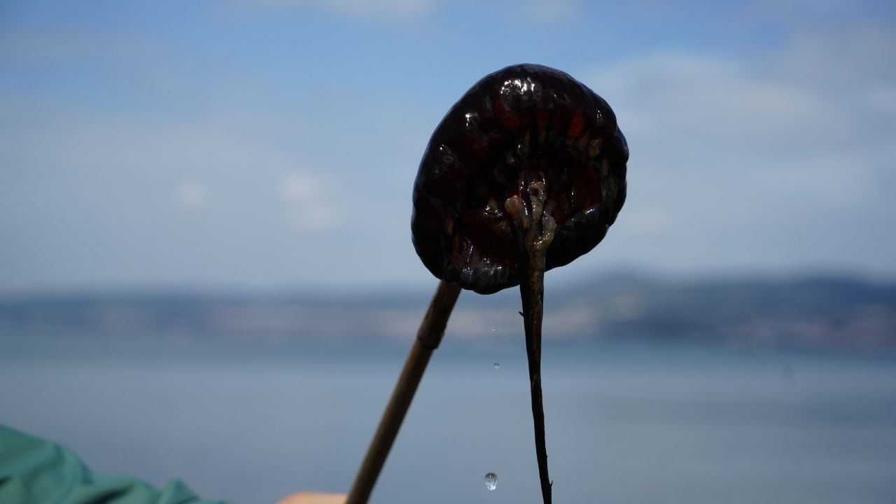 Kırmızı Denizanası (2)