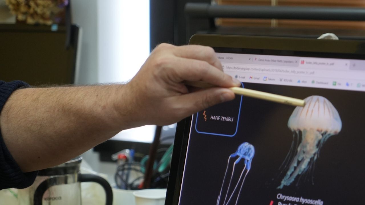 Kırmızı Denizanası (3)