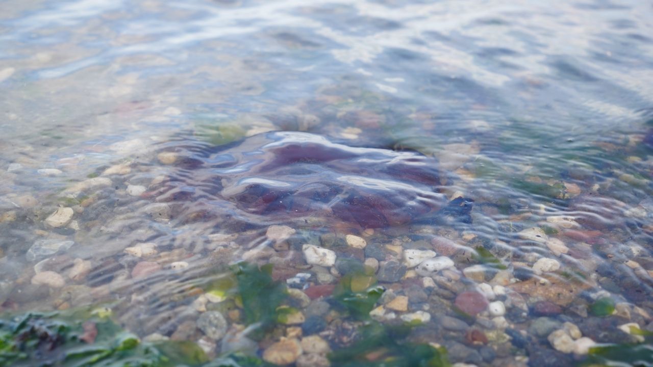 Kırmızı Denizanası (4)