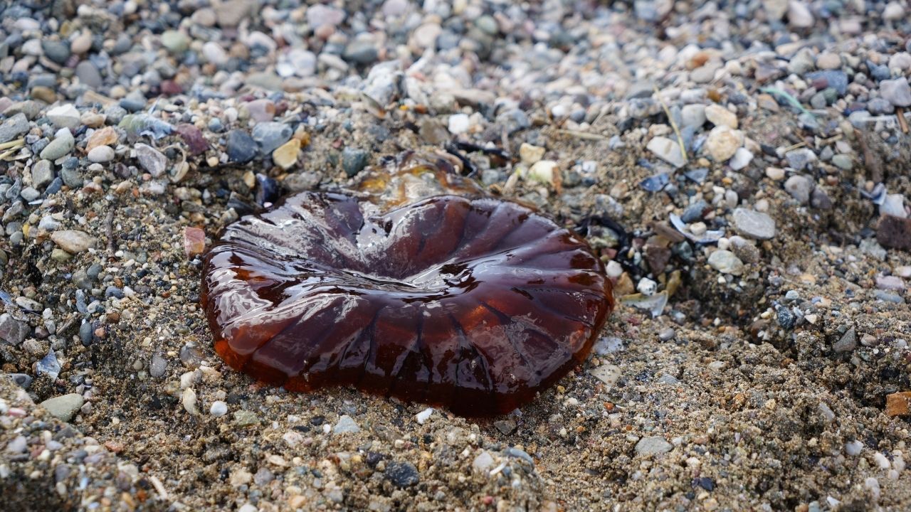 Kırmızı Denizanası (5)