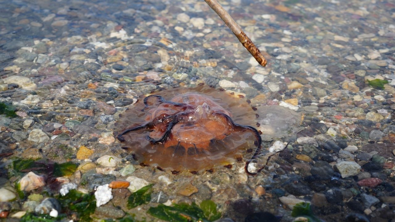 Kırmızı Denizanası