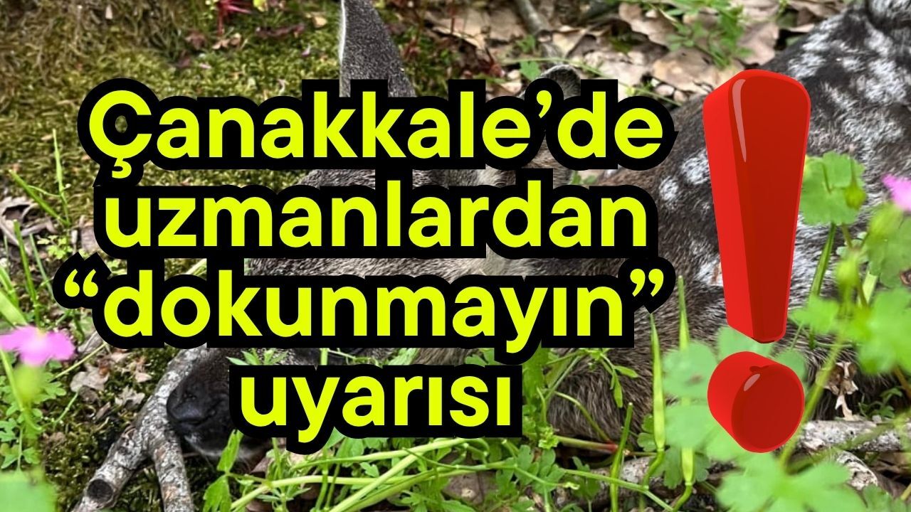 Çanakkale’de uzmanlardan “dokunmayın” uyarısı!