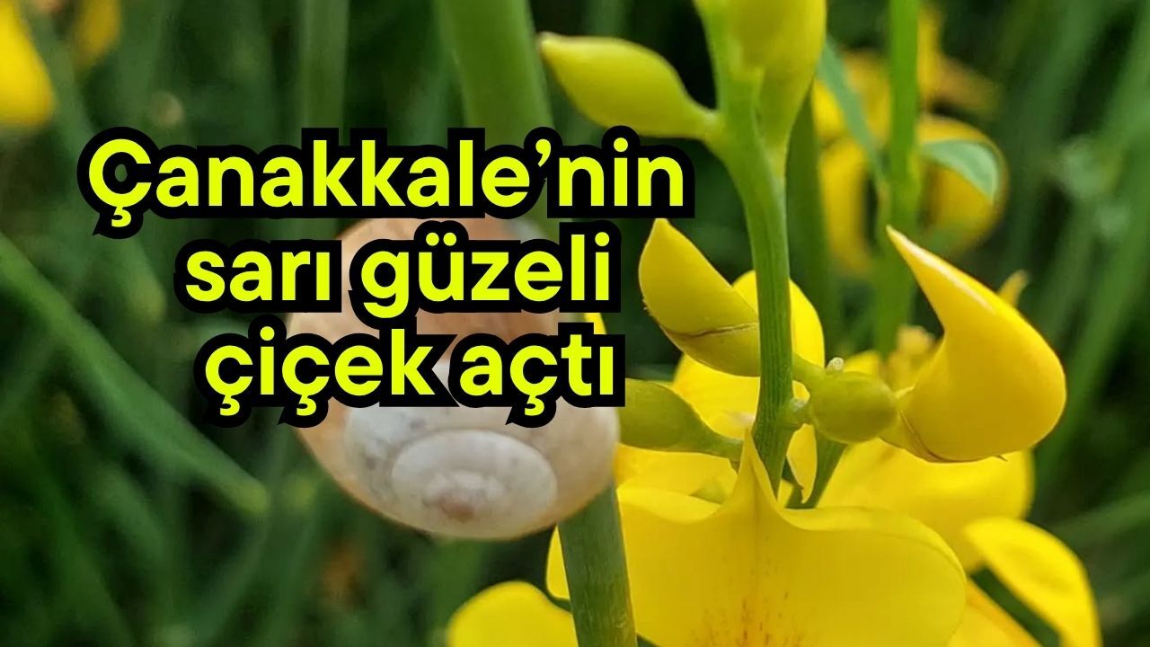 Çanakkale’nin sarı güzeli çiçek açtı