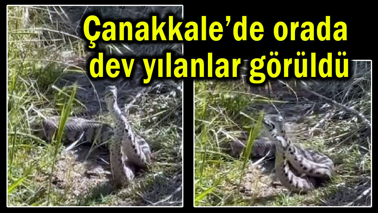 Çanakkale’de orada dev yılanlar görüldü