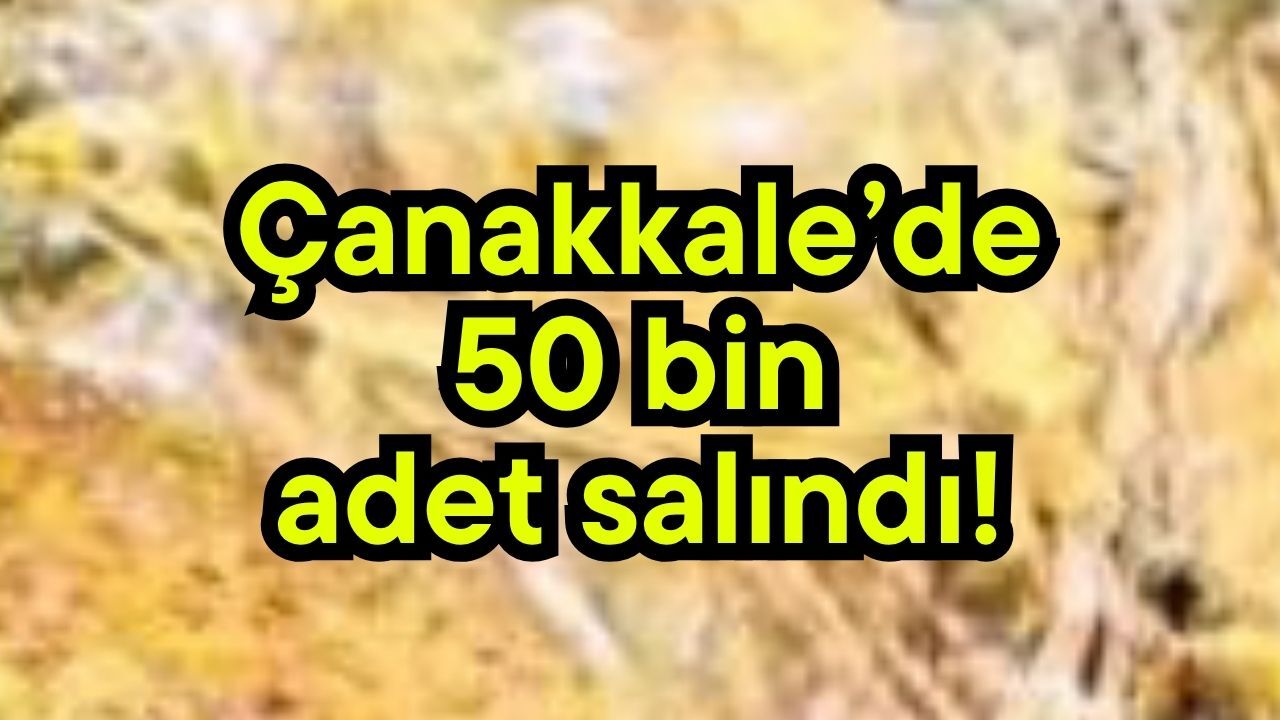 Çanakkale’de 50 bin adet salındı!