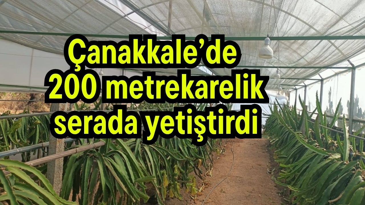 Çanakkale’de 200 metrekarelik serada yetiştirdi