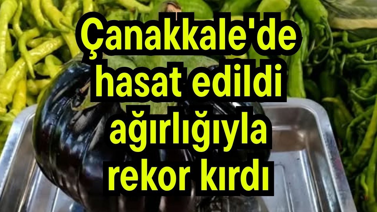 Çanakkale'de hasat edildi, ağırlığıyla rekor kırdı